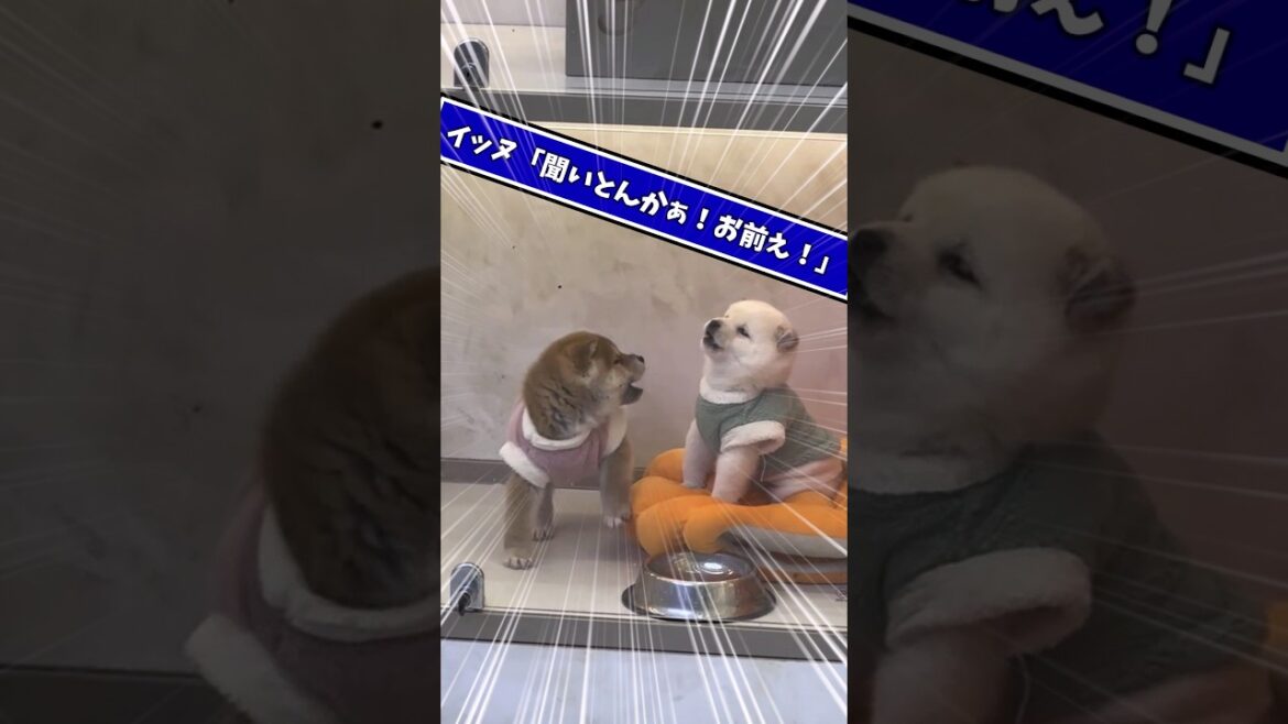 柴犬さん見て癒されたら寝ろwww #動物 #犬 #2ch動物スレ