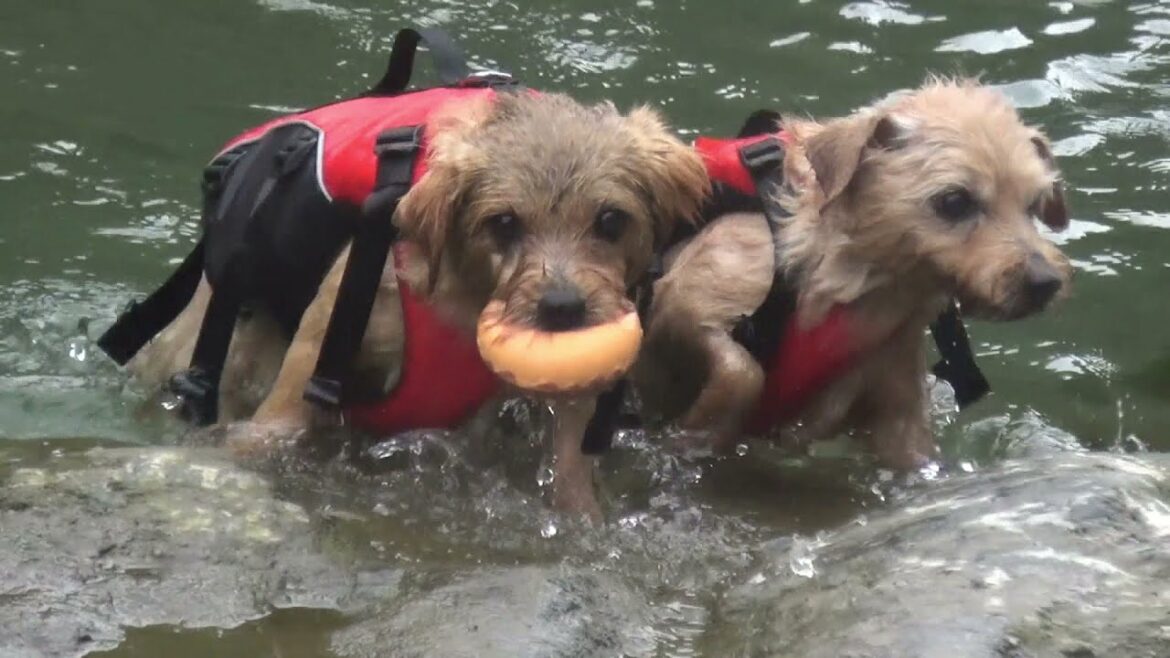 【ノーフォークテリア】今年のなつめはやる気です！