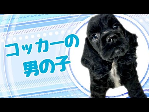 アメリカンコッカースパニエルの子犬 (平野瓜破) アメリカンコッカースパニエルの子犬 (平野瓜破)