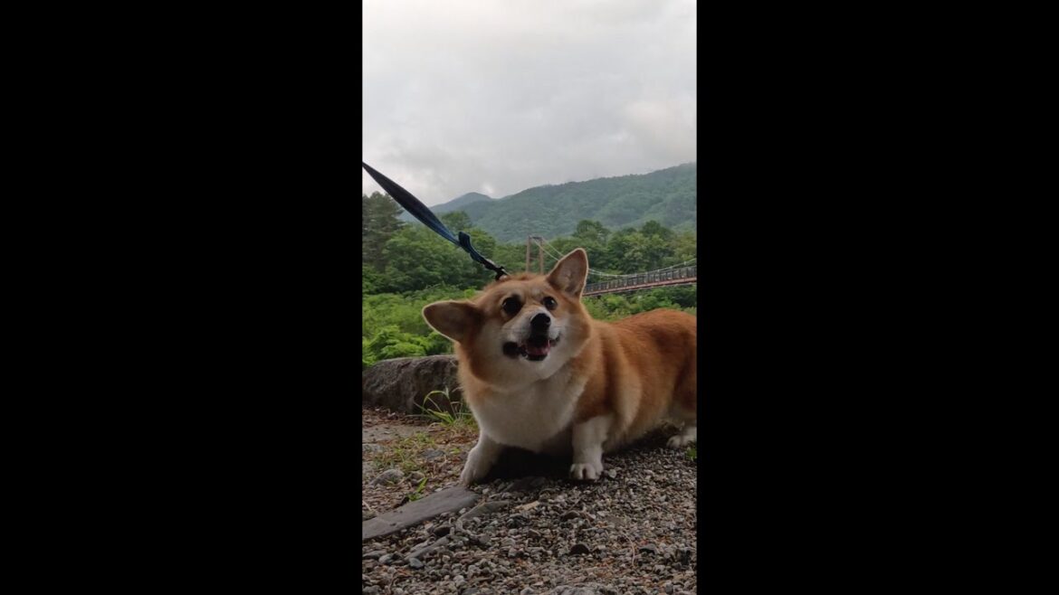 拒否るコーギー / Corgi resisting her owner #コーギー #corgi #サクラ