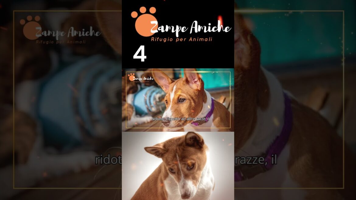 4 Basenji Odori e pulizia     #basenji i #beagle #pets