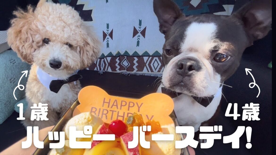 ブービー4歳バフィー1歳お誕生日おめでとう！【ボストンテリア&ポメプー】