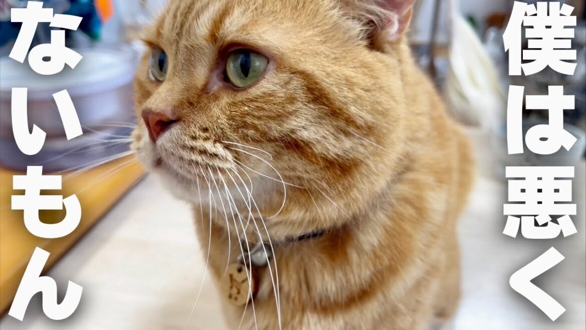 茶々『ぼくは悪くないもん』 #猫 #マンチカン 茶々『ぼくは悪くないもん』 #猫 #マンチカン