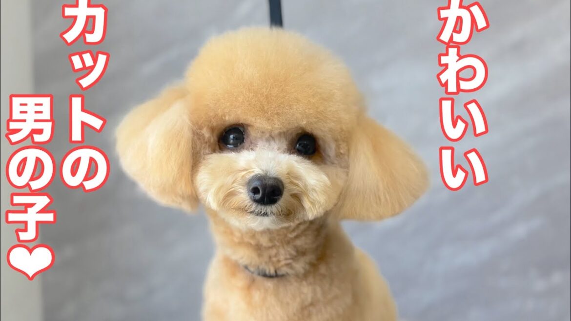 ビションプーのかわいいカットスタイルの男の子♪(神楽くん) ビションプーのかわいいカットスタイルの男の子♪(神楽くん)