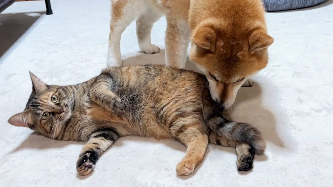 ほっとけないタイプの末っ子猫は毎日柴犬と兄猫に健康チェックをされています ほっとけないタイプの末っ子猫は毎日柴犬と兄猫に健康チェックをされています