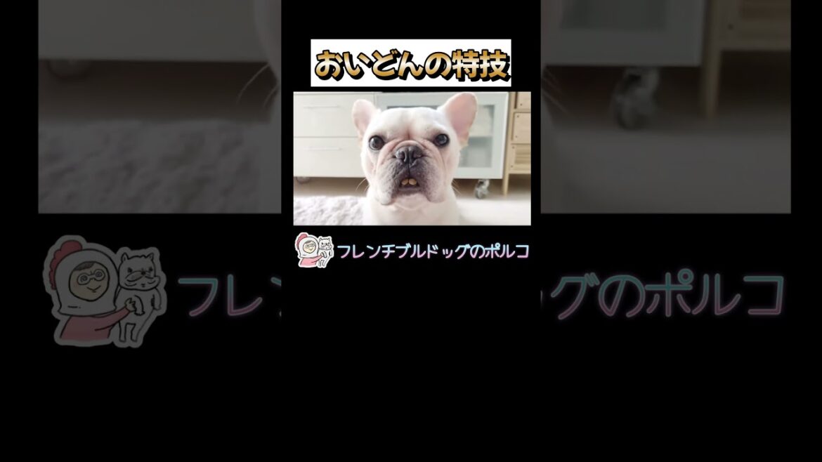 うまうま前歯#shorts #犬 #特技 #フレンチブルドッグ #フレブル #dog