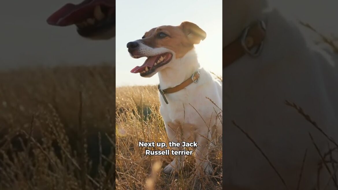 Do you know what the most energetic dog breeds are? 🚀