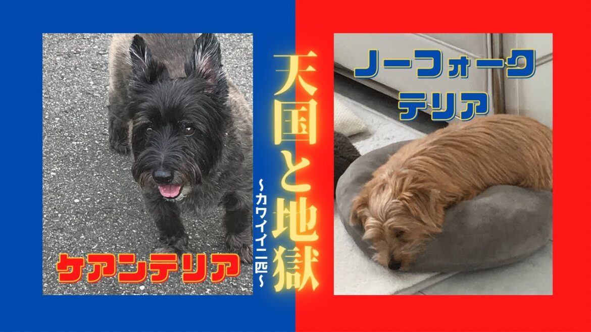 まるで天国と地獄!?対極的な2匹の様子 ケアンテリアとノーフォークテリア【こすまつ】 2頭飼いの日常 Cairn Terrier and Norfolk Terrier まるで天国と地獄!?対極的な2匹の様子 ケアンテリアとノーフォークテリア【こすまつ】 2頭飼いの日常 Cairn Terrier and Norfolk Terrier