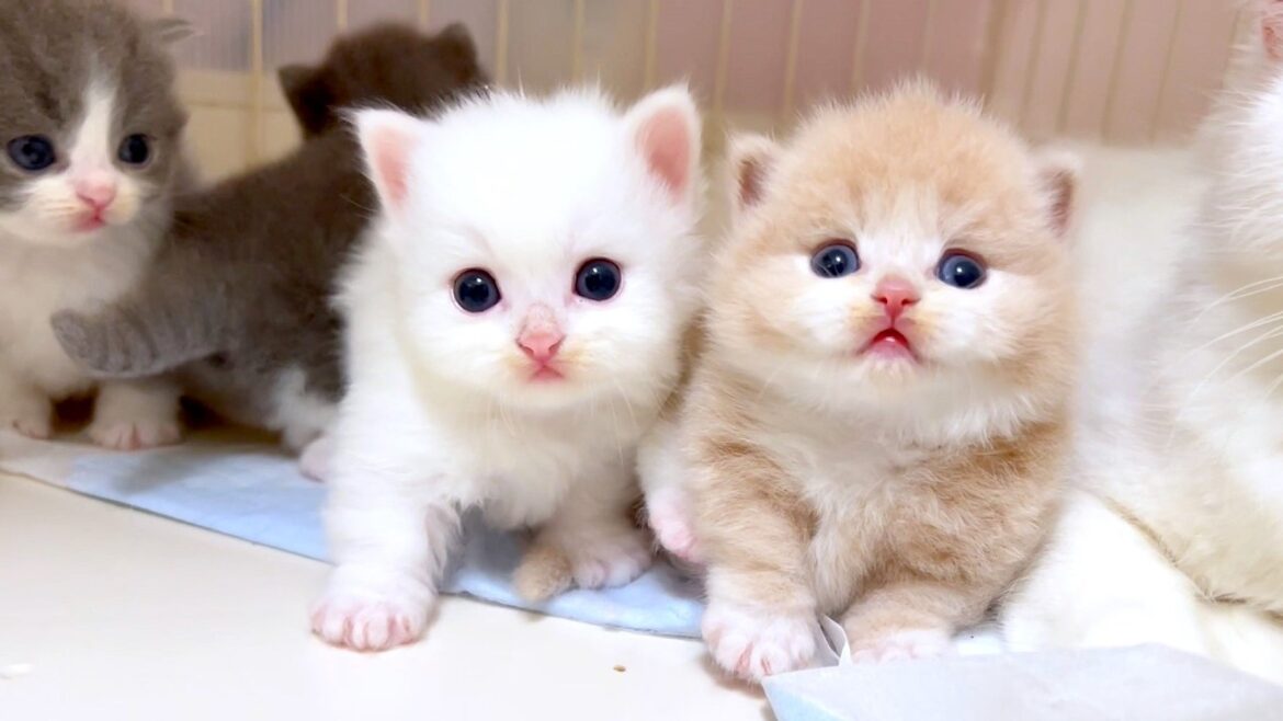 【マンチカンの子猫】自由に動く子猫達は癒しになる件 ～猫のいる生活Vol.973～出産動画 マンチカン短足・ミヌエット・ペルシャ猫専門ブリーダー『ペット蔵人』【子猫の成長記録】