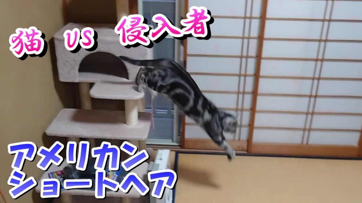 猫vs侵入者「天然の獲物」(アメリカンショートヘア) 猫vs侵入者「天然の獲物」(アメリカンショートヘア)