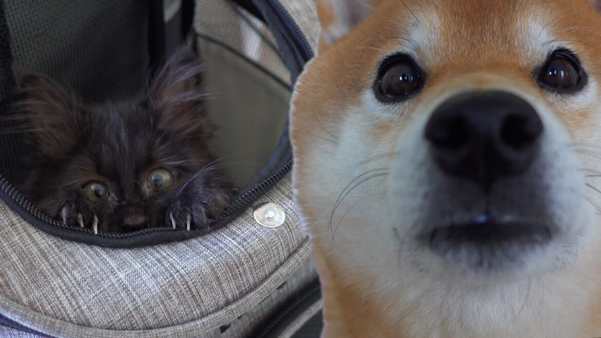 柴犬の優しさ爆発！子猫と遊ぶ時間を延長すると尊い現象が。