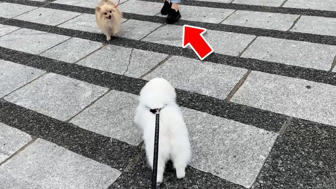 久しぶりの散歩で大好きな人を発見したポメラニアン 久しぶりの散歩で大好きな人を発見したポメラニアン