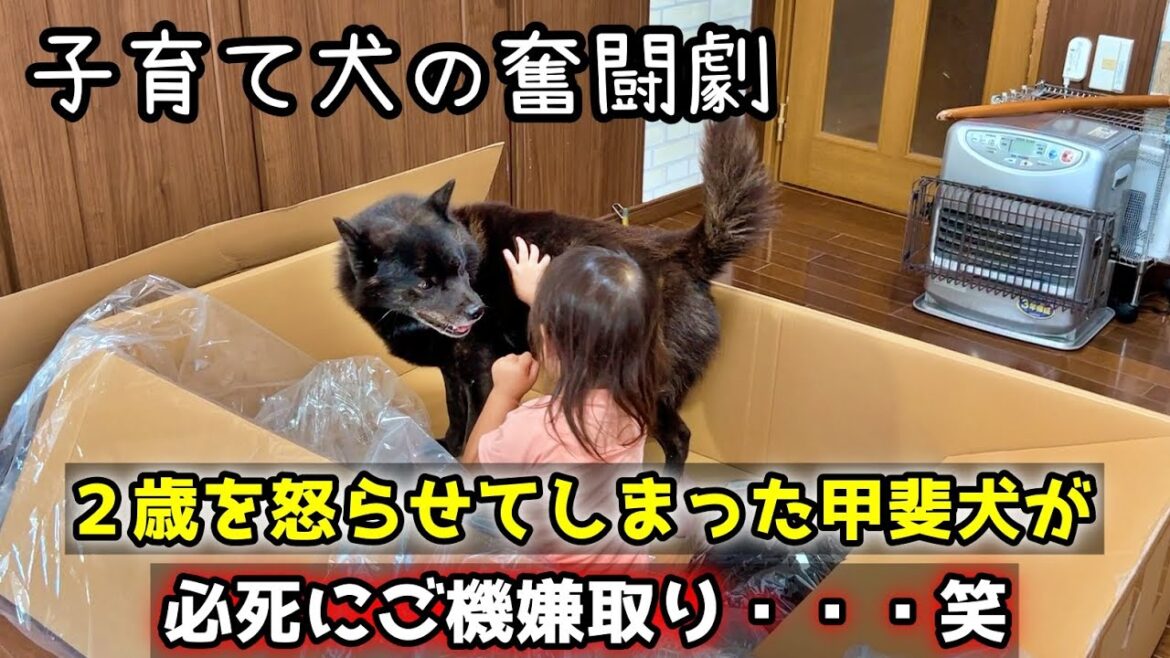 甲斐犬の可愛い奮闘劇！2歳を怒らせてしまい必死にご機嫌取り