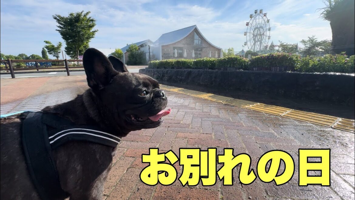 2ヶ月間のわちゃわちゃ合宿が終わり都会に帰ったフレンチブルドッグ