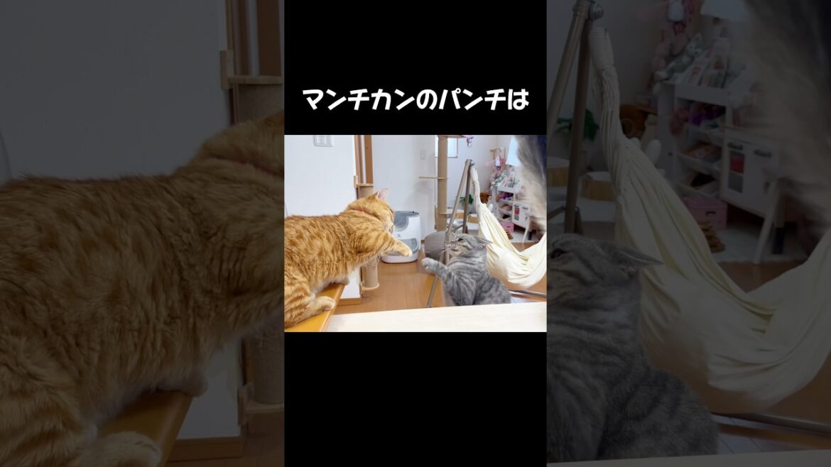 マンチカンのパンチは妹に対しては... #猫 #マンチカン #shorts