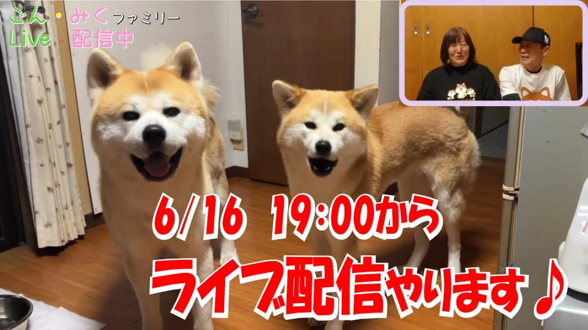ごん・みくファミリー♡ ライブ配信♪ 秋田犬【ごん・みく チャンネル】 ごん・みくファミリー♡ ライブ配信♪ 秋田犬【ごん・みく チャンネル】