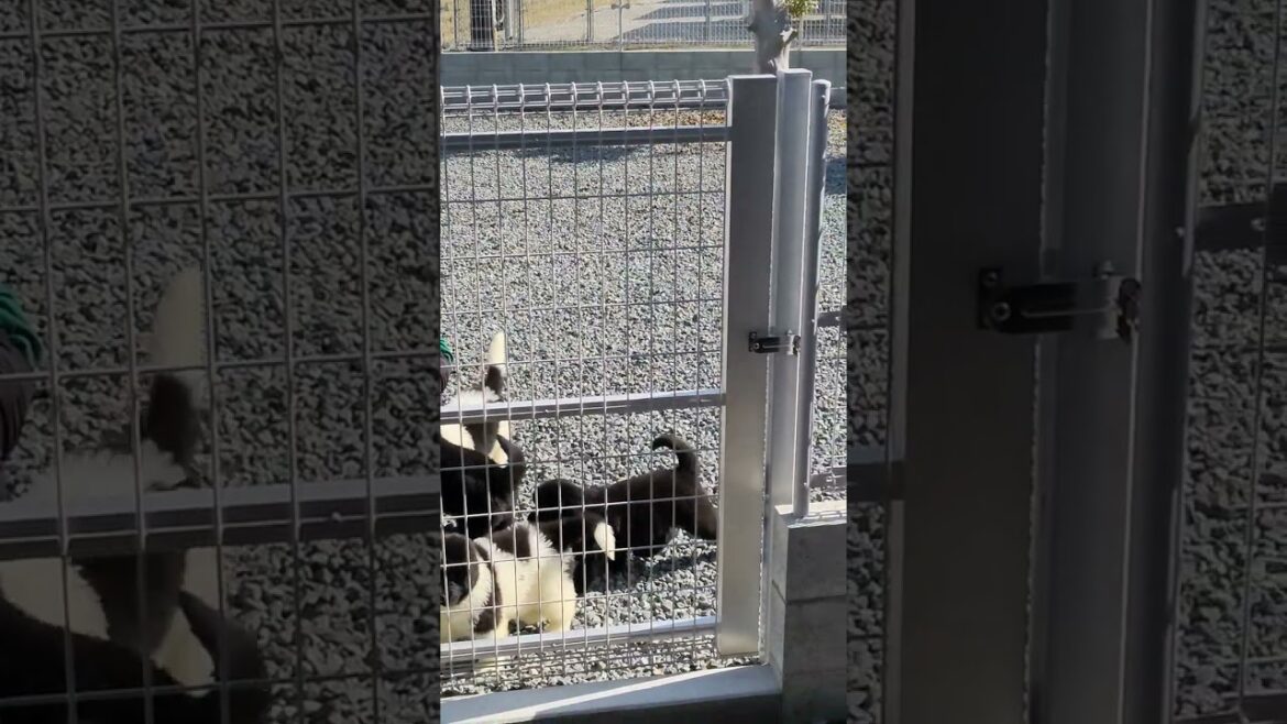 3月12日生まれニューファンドランド 3月12日生まれニューファンドランド