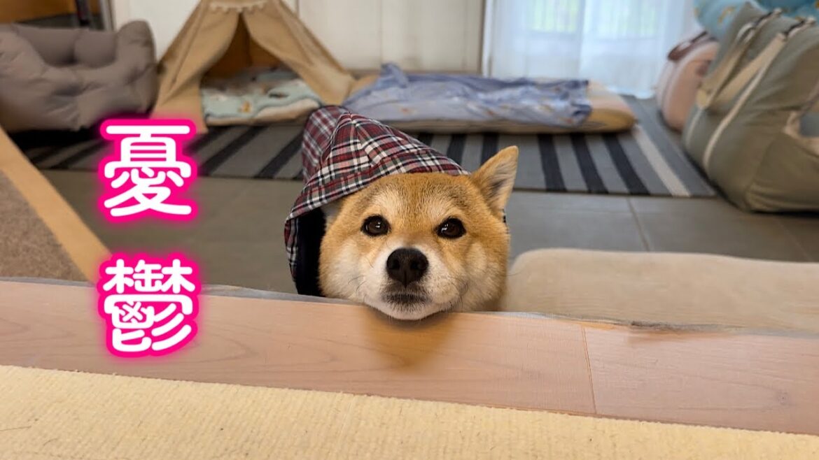 雨のお散歩が嫌過ぎて可愛く顎乗せして逃れようとする柴犬が可愛い