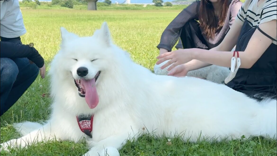 人懐っこさを活かして女子会に参加する犬が可愛すぎました…