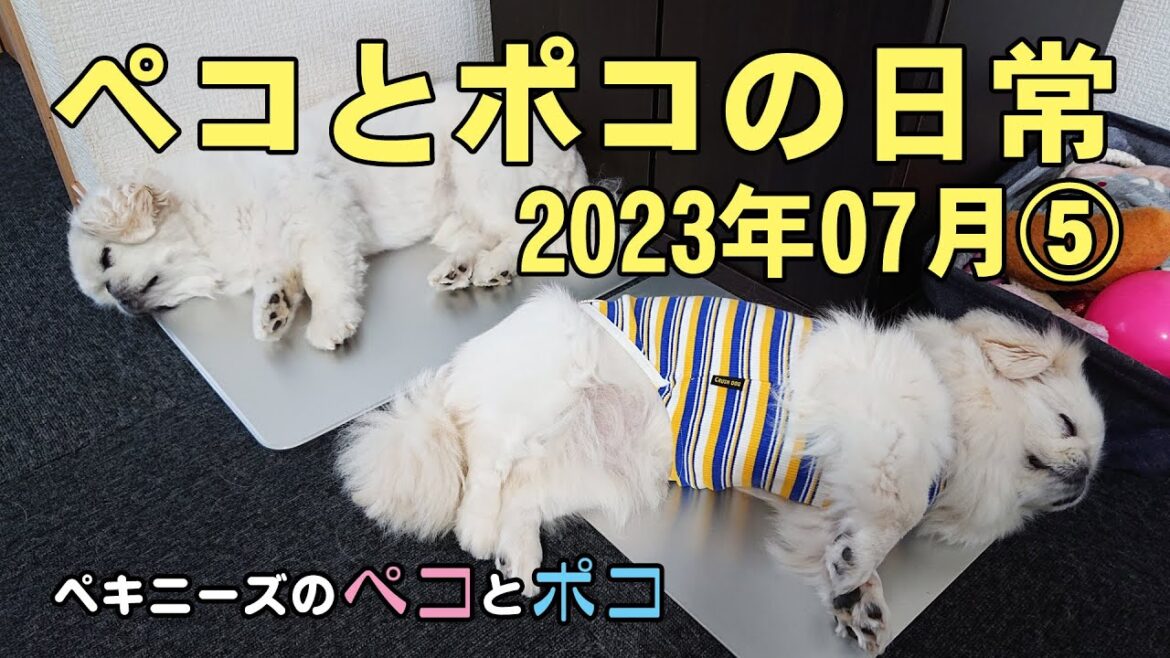 ペキニーズ（犬）ペコ 6歳・ポコ 5歳★ペコとポコの日常 2023年07月⑤