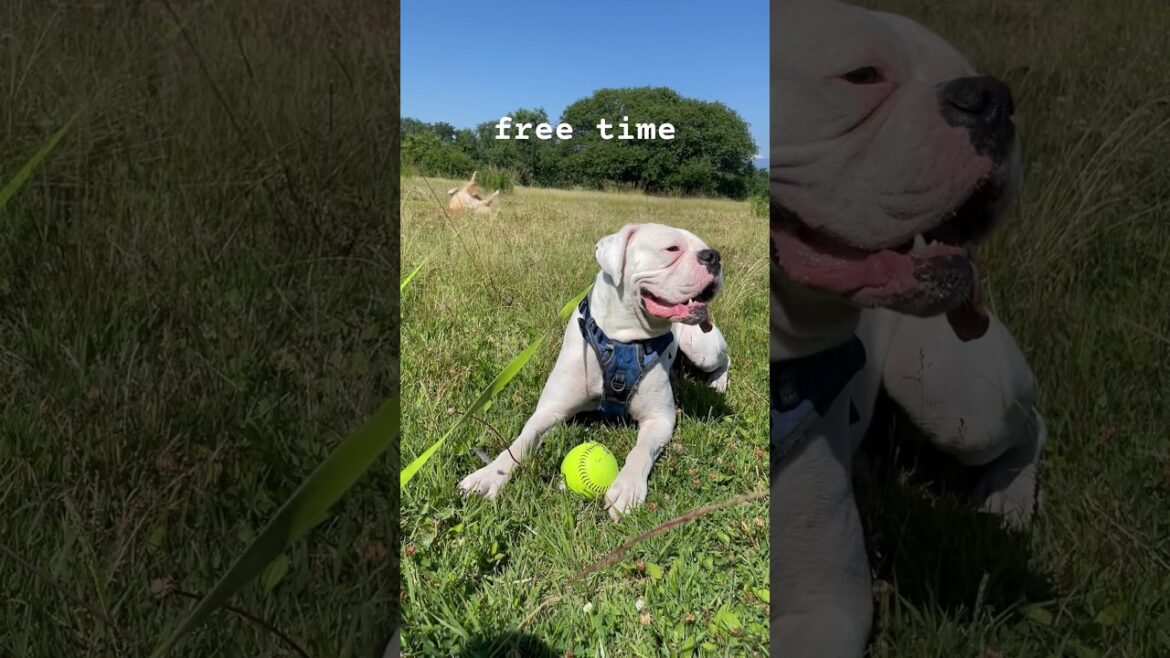 お散歩中の自由時間　ゴールデンレトリバー　ボクサー犬