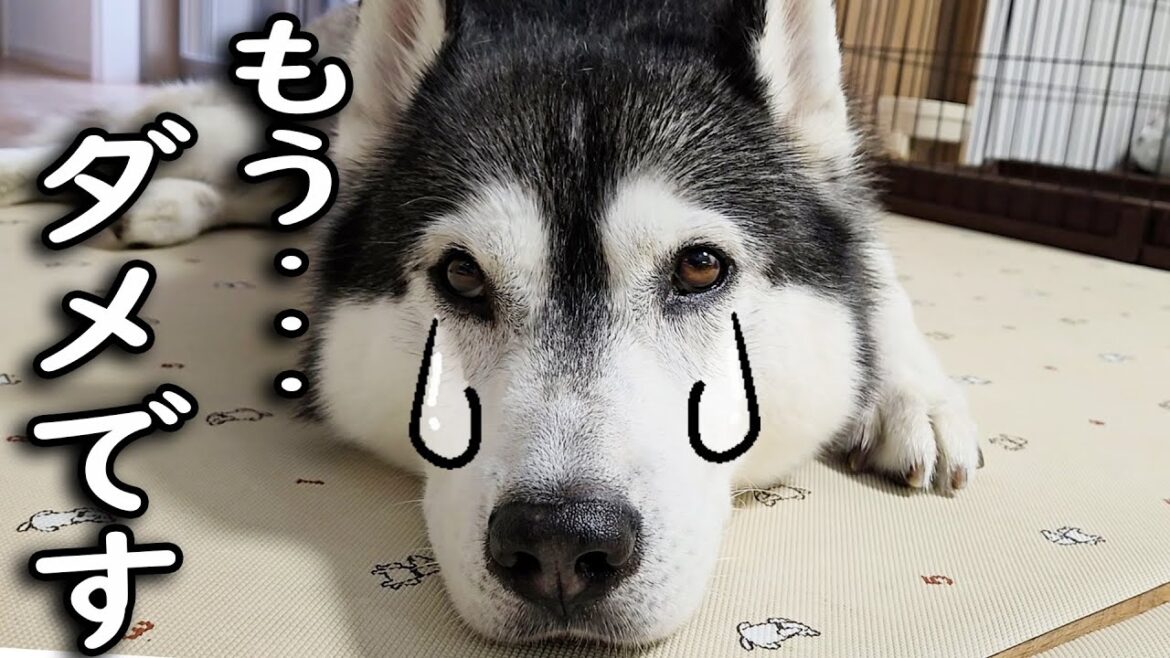 大雨で大変な事になりました...