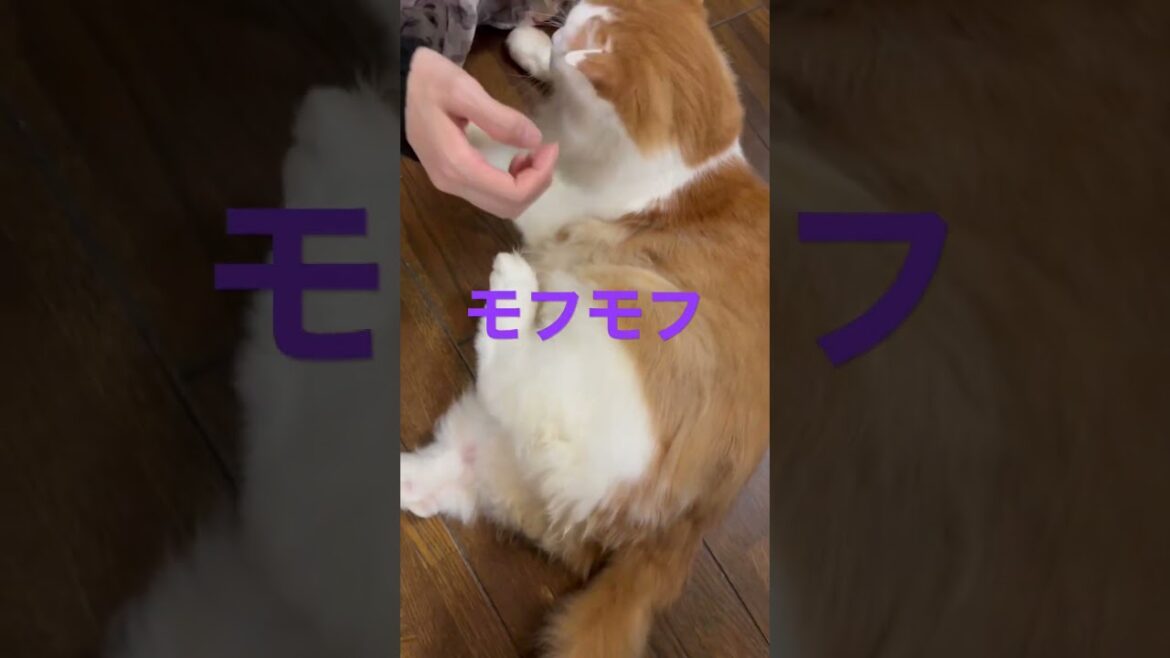 【ペルシャ猫】ブラッシング^ - ^#shorts #ペルシャ猫#ブラッシング