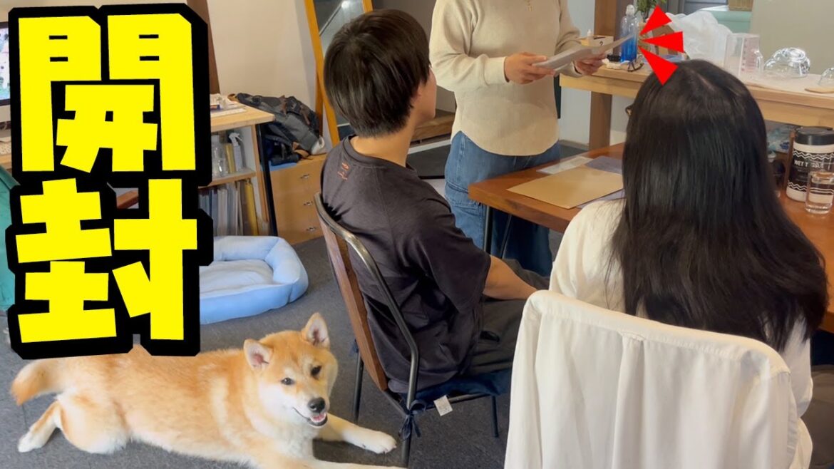 妹犬こんぶの名前が判明！家族全員で血統書を開封したら爆笑しすぎた…