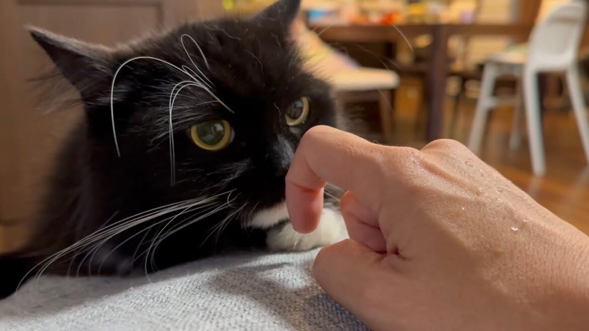 手出すと舐める猫　ラガマフィンThe cat licks your hand when you reach out to it. Ragamuffin.