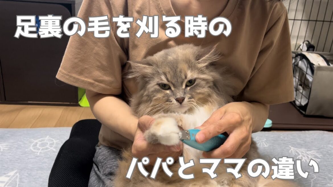 猫の足裏の毛を刈る時のパパとママの違い