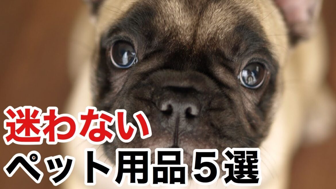 【ペット用品買ってよかった5選】フレンチブルドッグ子犬 【ペット用品買ってよかった5選】フレンチブルドッグ子犬