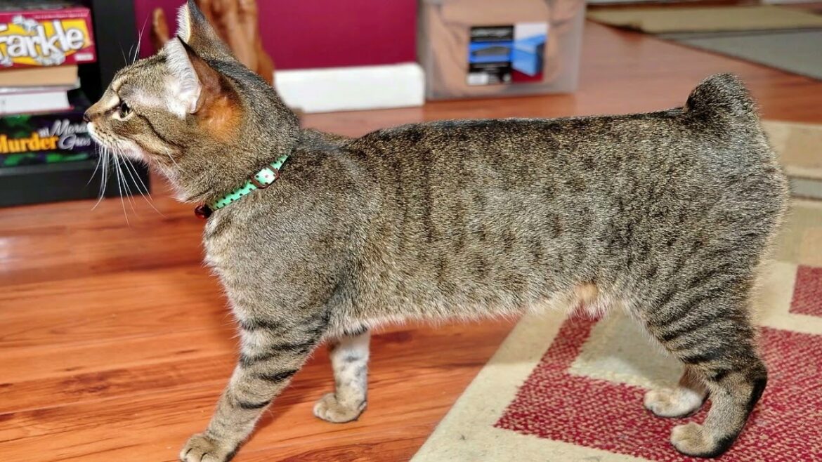 Gato Manx  | Gatitos