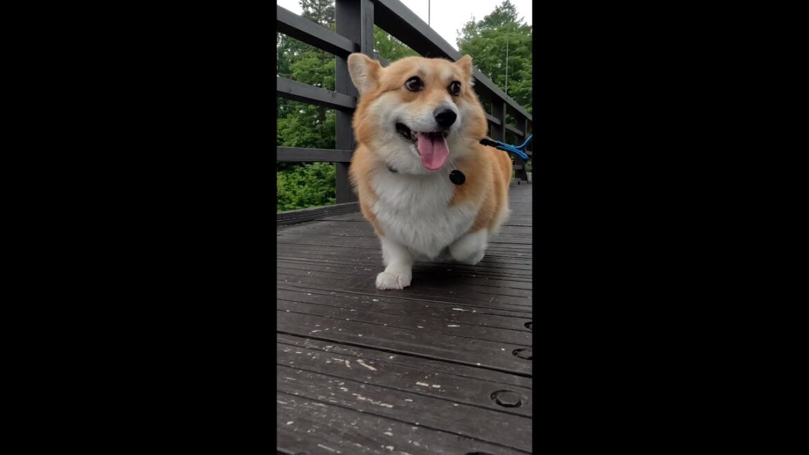 吊り橋を渡るコーギー / Corgi crossing the suspension bridge #コーギー #corgi #サクラ