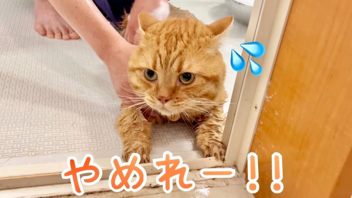 パパ猫茶々くん、1年ぶりのお風呂に入りました！ #猫の鳴き声 #マンチカン