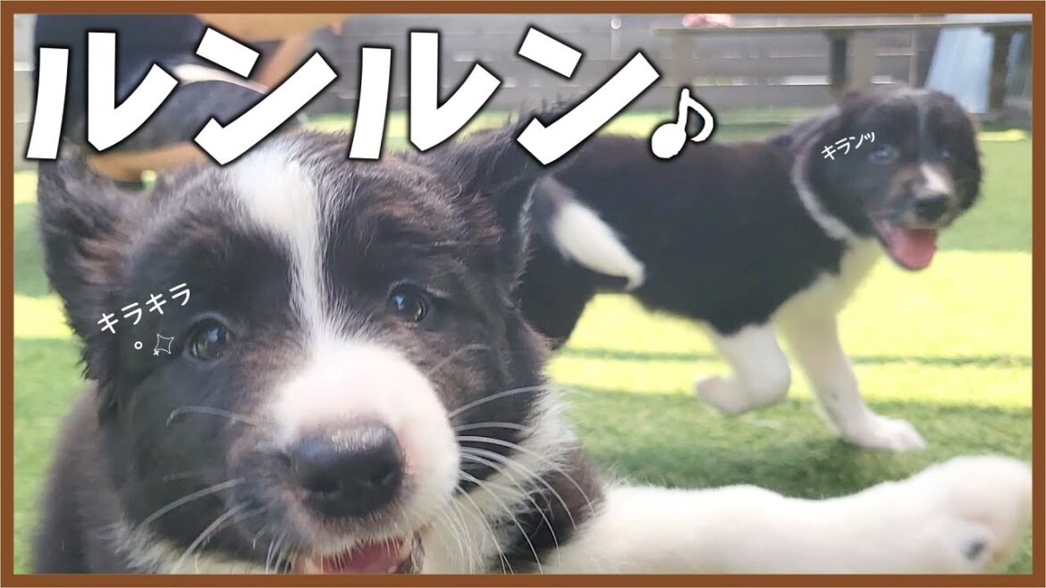 【ボーダーコリー子犬】初めてお庭に出てみたら…良い経験が出来たかな♪