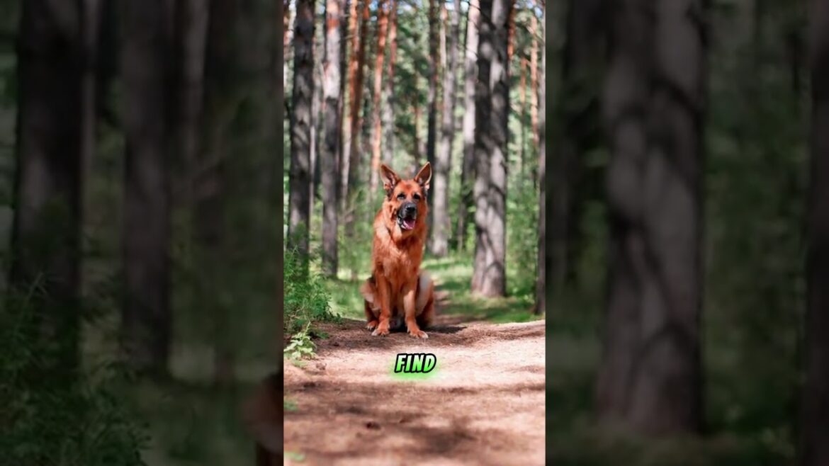 Buddy the German Shepherd: The Dog Who Called 911 #dog #germanshepherd #herodog #hero