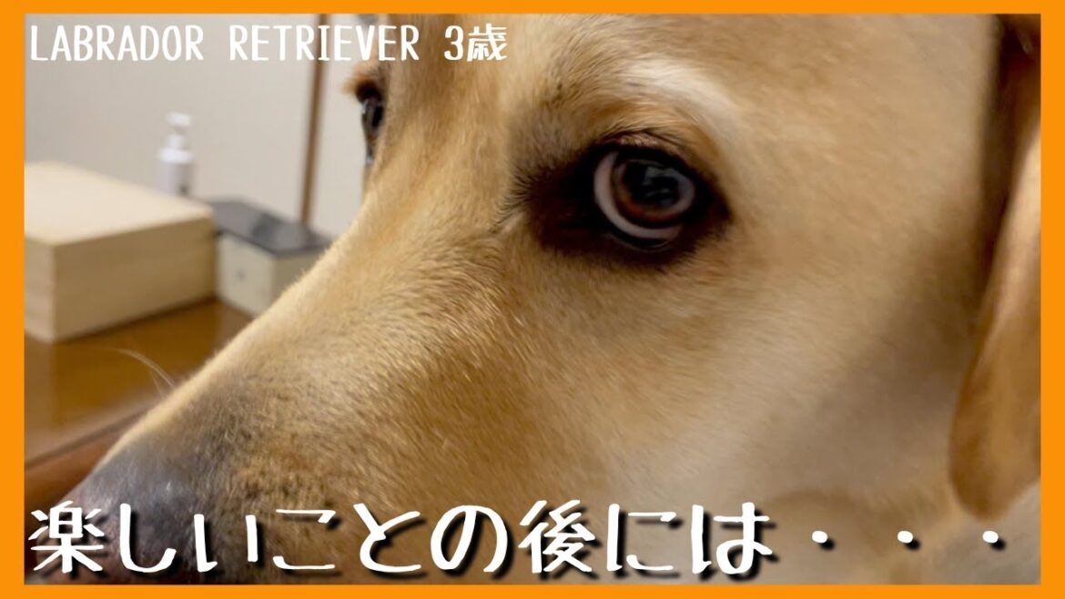 【ラブラドールレトリーバー】楽しいことの後には嫌なことも！嫌なことの後には美味しいことも！犬生色々あるさ