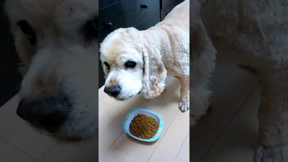 14歳のアメリカンコッカースパニエルのルイス君！