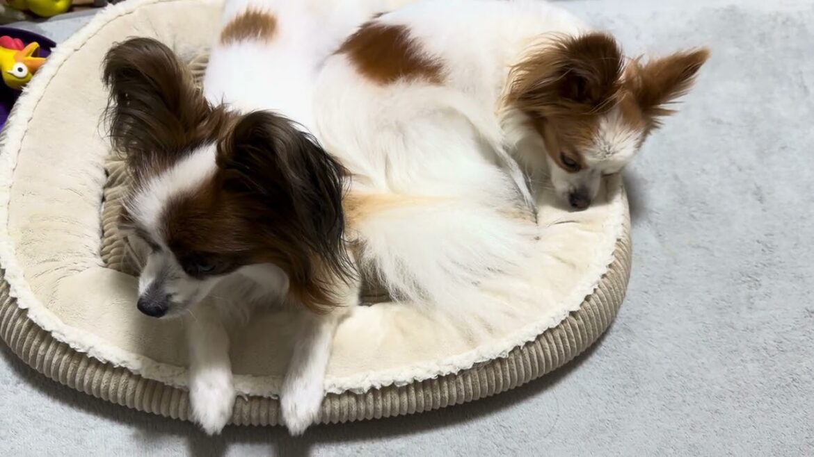 狭いのに一緒に寝て仲良すぎ