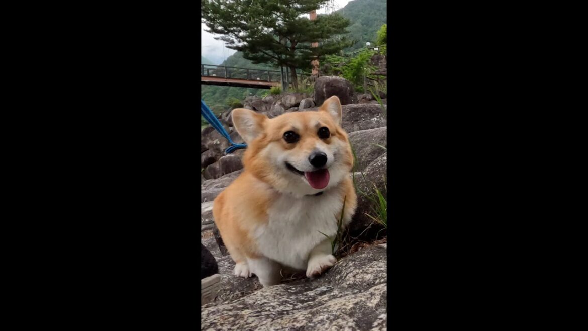 上手に斜面を登るコーギー / Corgi skillfully climbs the slope #コーギー #corgi #サクラ