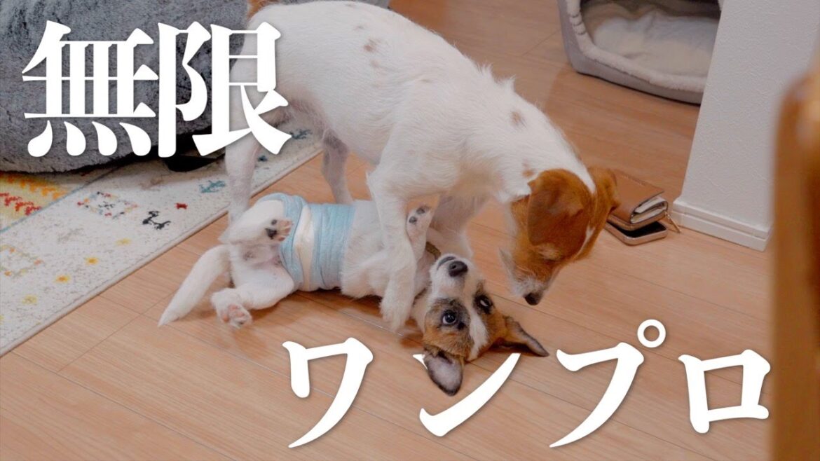 ヤンチャすぎるジャック子犬は何時間遊び続けられるのか/ジャックラッセルテリア