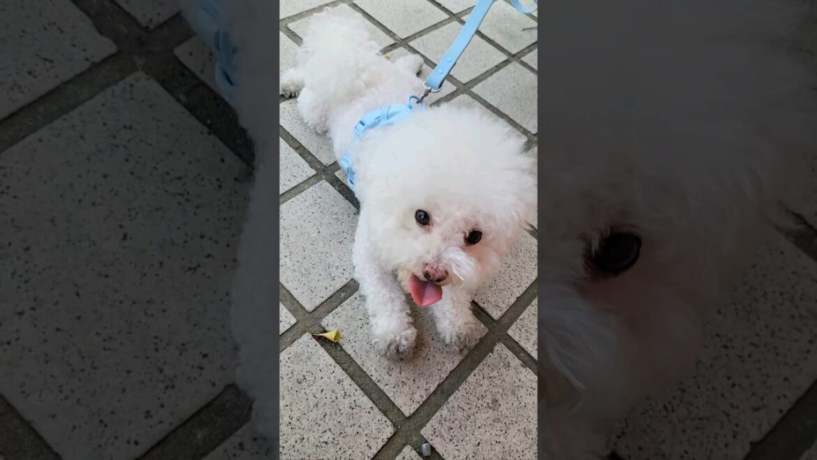 하얀강아지의 산책....목욕탕으로 고고 ~~#shorts #비숑프리제