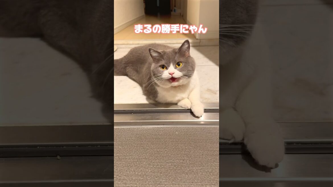 天才的なスマートさまるちゃんです🐯🐾【お出迎えニャンコ467日目】#猫 #お出迎え #ブリティッシュショートヘアー #お出迎え猫#お出迎えニャンコ #まるちゃん