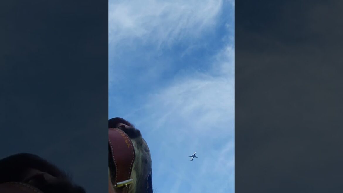 Dog Spots a New Bird!