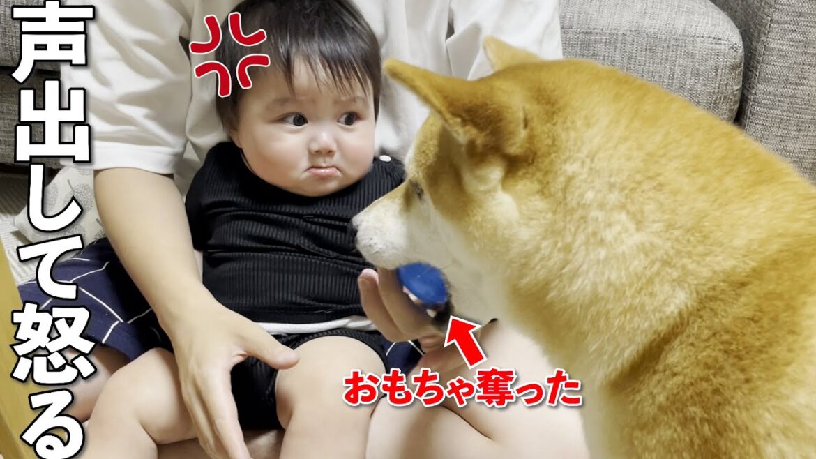おもちゃを奪った柴犬に初めて声をあげて怒った赤ちゃん おもちゃを奪った柴犬に初めて声をあげて怒った赤ちゃん