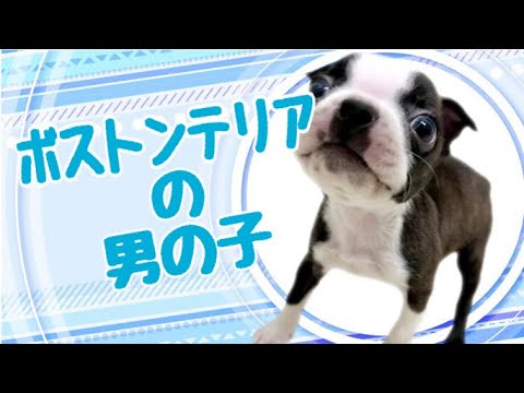 ボストンテリアの子犬 (平野瓜破) ボストンテリアの子犬 (平野瓜破)
