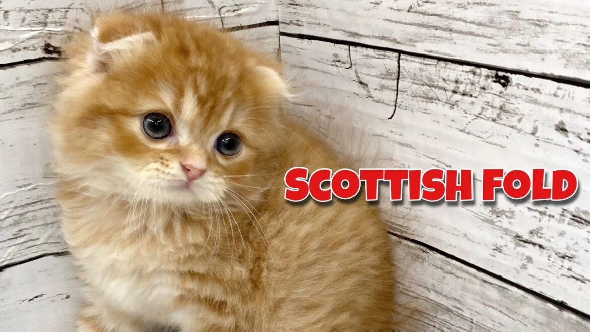 【ＮＥＷ☆ＦＡＣＥ】ちょっぴり天然な癒し系スコティッシュフォールド♪