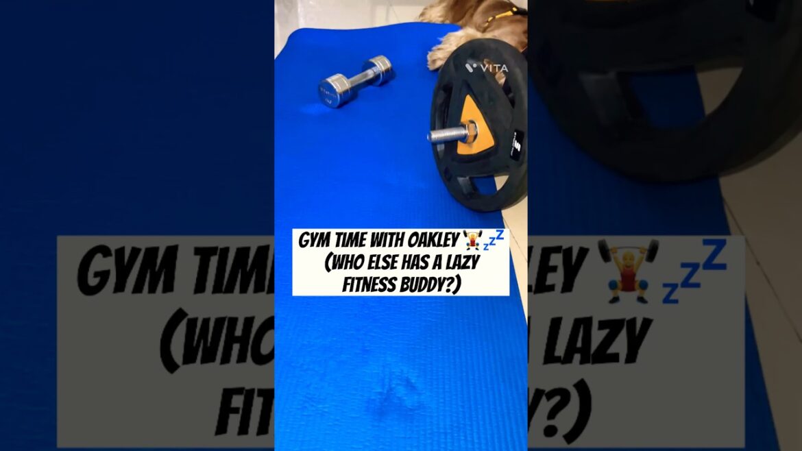 [Feeling stressed? Let Oakley bring you joy! 🌟]Fitness Buddy 🏋️‍♂️😂🐾#shorts #dog #cockerspaniel