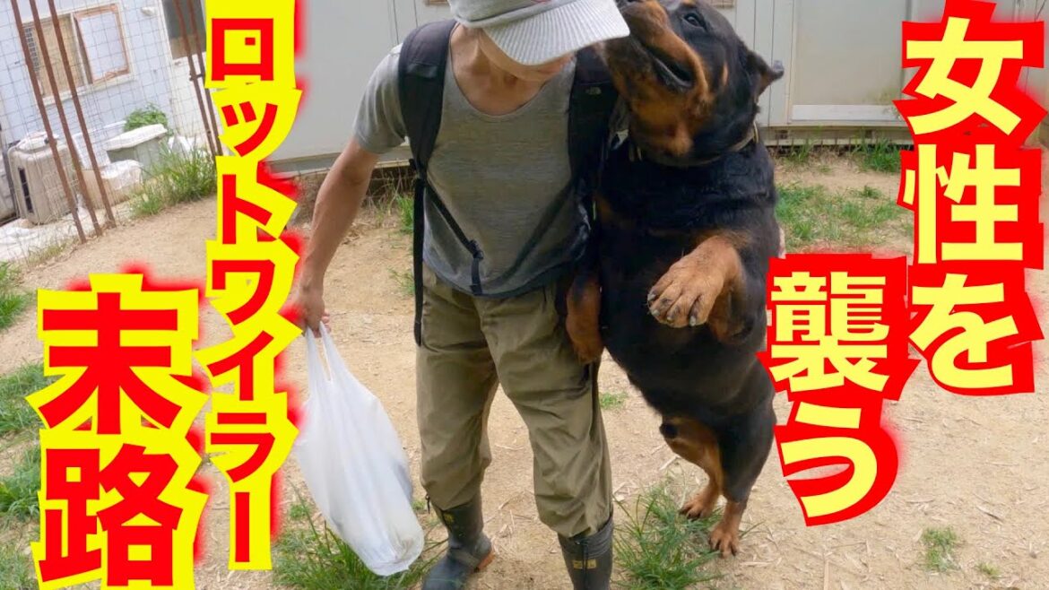 保健所職員を襲ったロットワイラー権蔵くんの真実