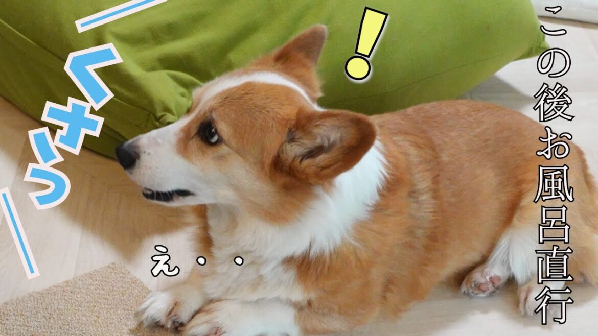 大好きな父に「クサッ」と言われた愛犬の反応がかわいい